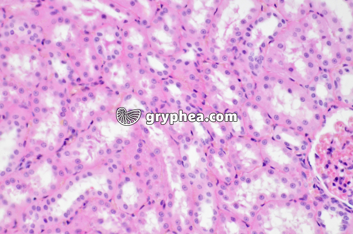 Epithelium unistratifié Rein Singe x100 - gryphea.com